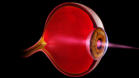 m04_025 Auge im seitlichen L�ngsschnitt (Aufbau) mit Glask�rper und feinsten Blutgef��en